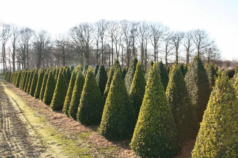 Buksbomen / Buxus Pyramide