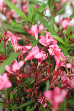 Nerium Oleander op stam