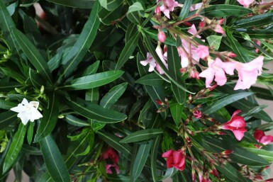 Oleander Nerium Oleander Struik Rood/Wit/Rose 80-100 Pot