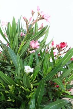 Oleander Nerium Oleander Struik Rood/Wit/Rose 80-100 Pot