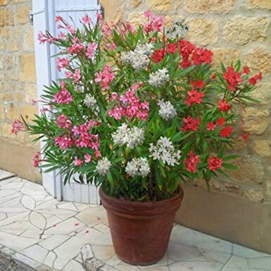 Oleander Nerium Oleander Struik Rood/Wit/Rose 80-100 Pot