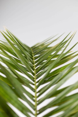 Canarische Dadelpalm / Phoenix Canariensis struik