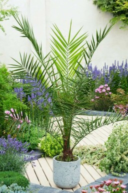 Canarische Dadelpalm / Phoenix Canariensis struik