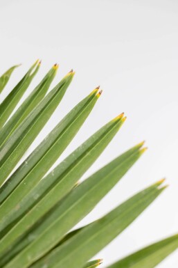 Chinese Waaierpalm / Trachycarpus Fortunei op stam