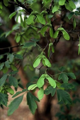 Acer griseum