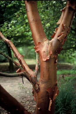 Papieresdoorn Acer griseum Struik 40-50 Pot C3