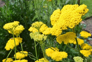 Achillea filipendulina 'Cloth of Gold'