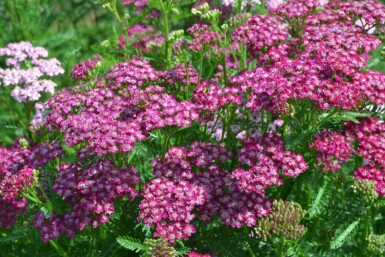 Achillea millefolium 'Cerise Queen'