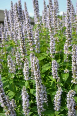 Agastache 'Blue Fortune'