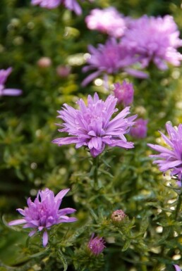 Aster dumosus 'Lady in Blue'