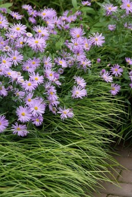 Herfstaster Aster frikartii 'Mönch' 5-10 Pot P9