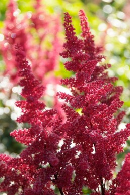 Astilbe arendsii 'Fanal'