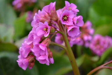 Bergenia cordifolia