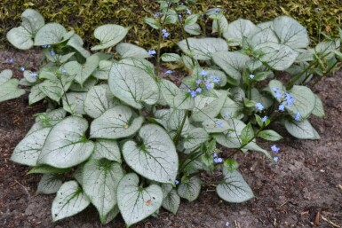 Brunnera macrophylla 'Jack Frost'