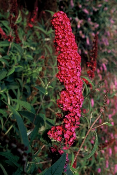 Buddleja davidii 'Royal Red'