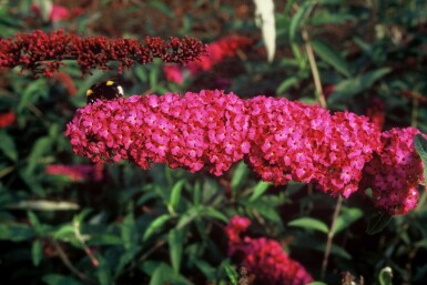 Buddleja davidii 'Royal Red'