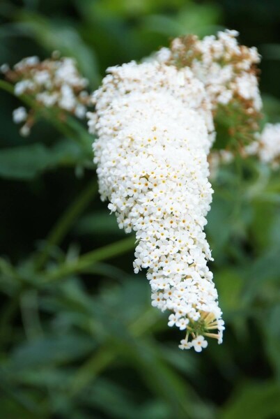 Buddleja davidii 'White Profusion'