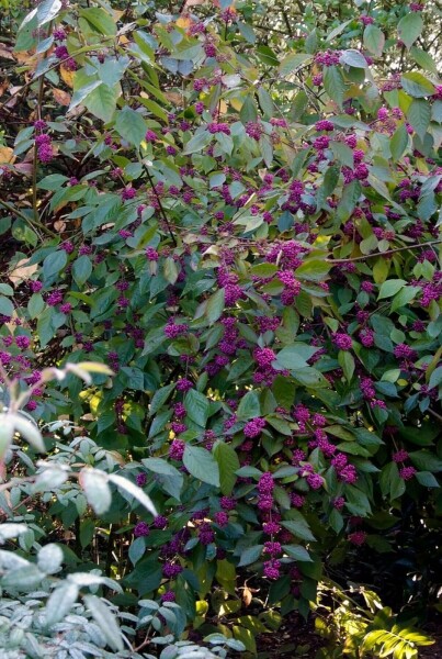 Callicarpa bodinieri 'Profusion'