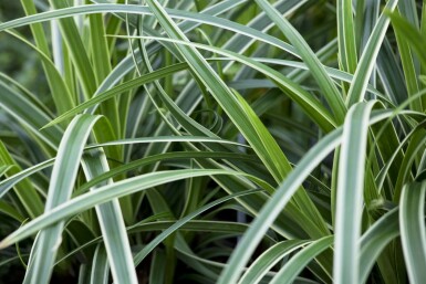 Carex morrowii 'Ice Dance'