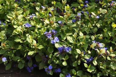 Ceratostigma plumbaginoides