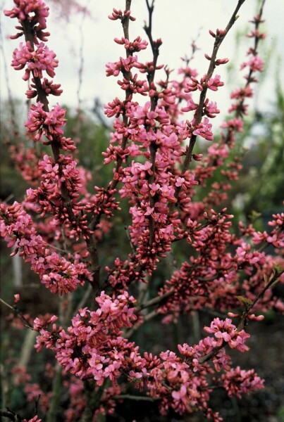 Cercis chinensis 'Avondale'