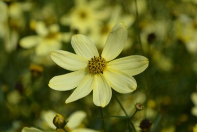 Coreopsis verticillata 'Moonbeam'