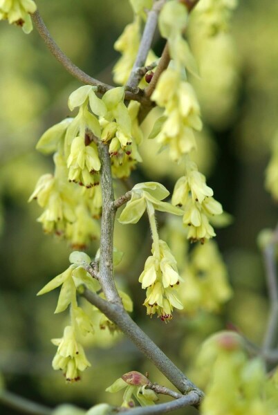 Corylopsis spicata