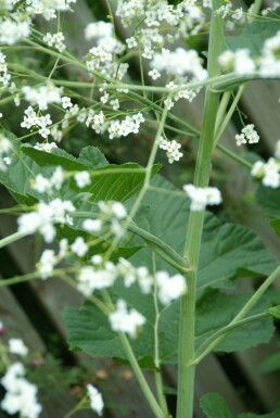 Crambe cordifolia