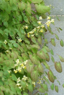 Epimedium perralchicum 'Frohnleiten'