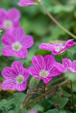 Erodium variabile 'Bishop's Form'