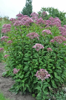 Eupatorium maculatum 'Atropurpureum'