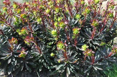 Euphorbia amygdaloides 'Purpurea'