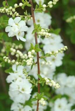 Exochorda × macrantha 'The Bride'