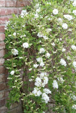 Exochorda × macrantha 'The Bride'