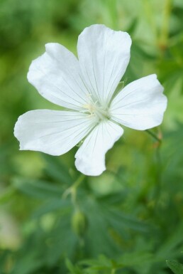 Geranium sanguineum 'Album'