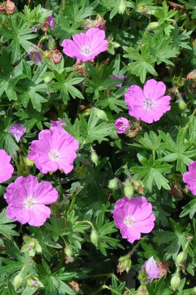 Geranium sanguineum 'Max Frei'