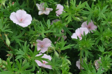 Geranium sanguineum 'Striatum'