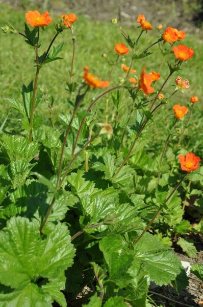 Geum coccineum 'Borisii'