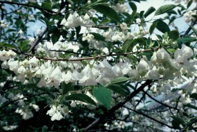 Halesia carolina