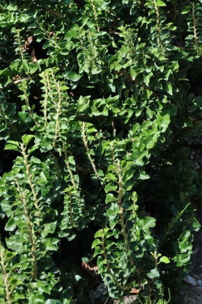 Hedera helix 'Erecta'