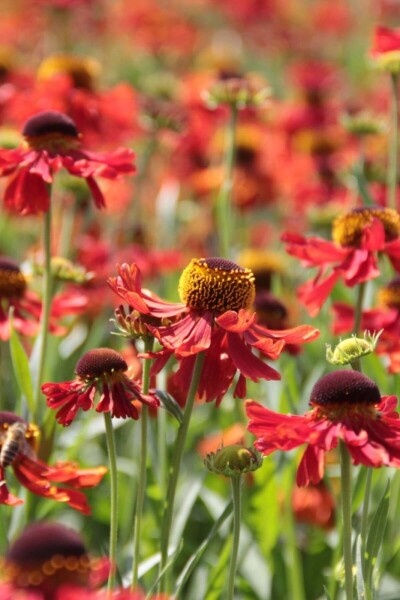 Helenium 'Moerheim Beauty'