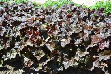 Heuchera micrantha 'Palace Purple'