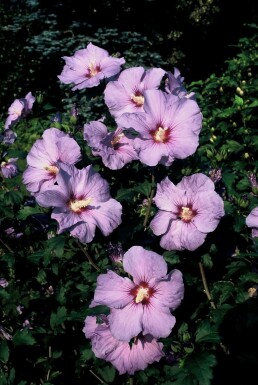 Hibiscus syriacus 'Oiseau Bleu'