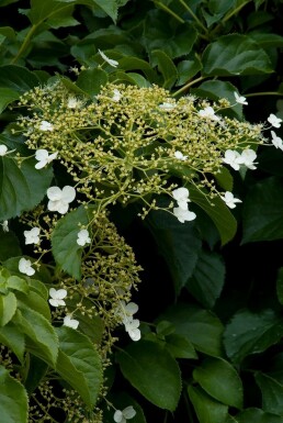 Hydrangea anomala subsp. petiolaris