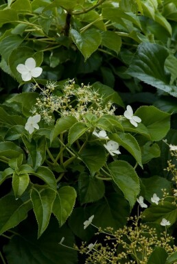 Hydrangea anomala subsp. petiolaris