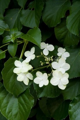 Hydrangea anomala subsp. petiolaris