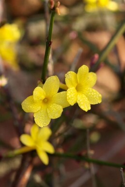 Jasminum nudiflorum