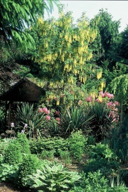 Laburnum watereri 'Vossii'