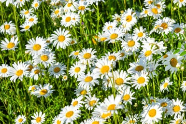 Leucanthemum (S) 'Silberprinzesschen'