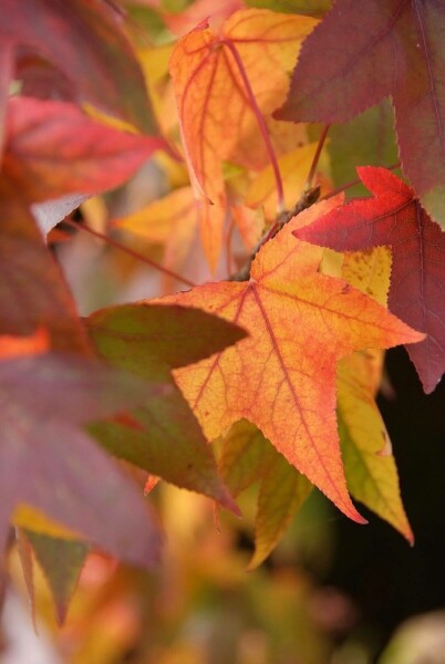 Liquidambar styraciflua 'Worplesdon'